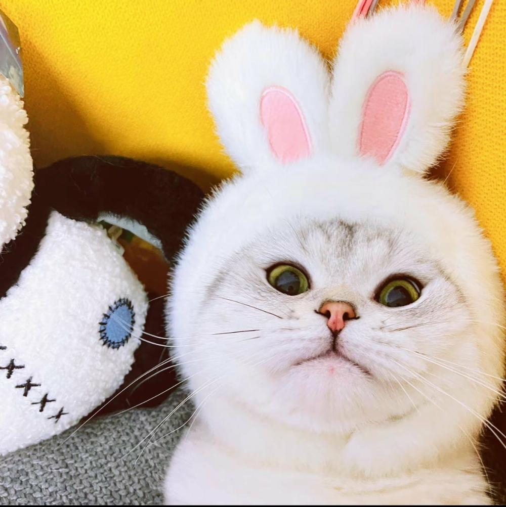 Accessories |  Cute Bunny Cats Hat Accessories Accessories